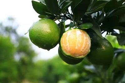 華逸府聯(lián)手德慶皇帝柑，為您帶來入冬的第一口甜~~