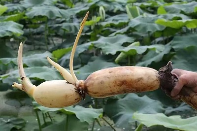 華逸府聯(lián)手湖北洪湖藕、江永芋頭，為您帶來健康原生態(tài)食材